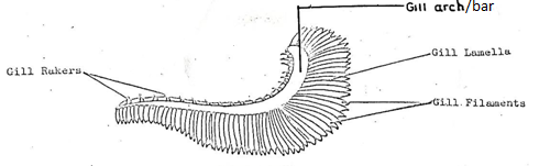 Gill diagram